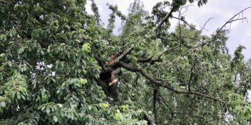 Jak połamane drzewa