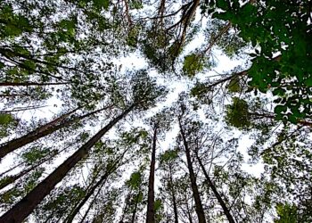 Gdy drzewami kołysze burza