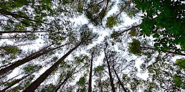 Gdy drzewami kołysze burza