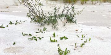 Oddech który ożywił ludzkość