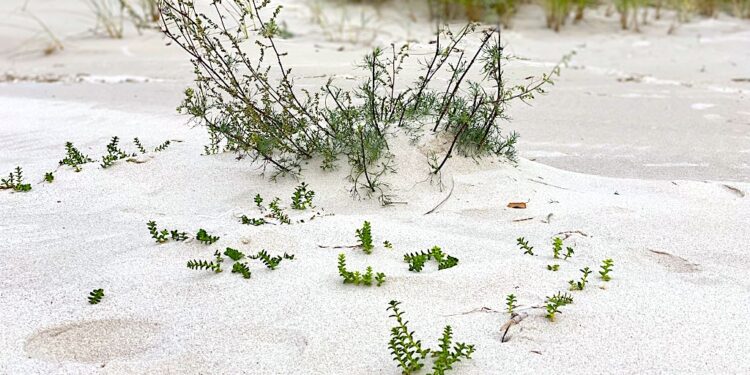 Oddech który ożywił ludzkość