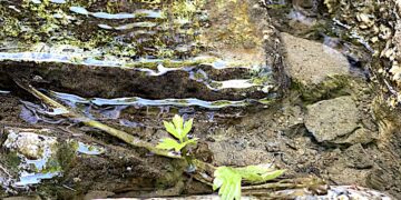 Ożywczy strumień myślenia