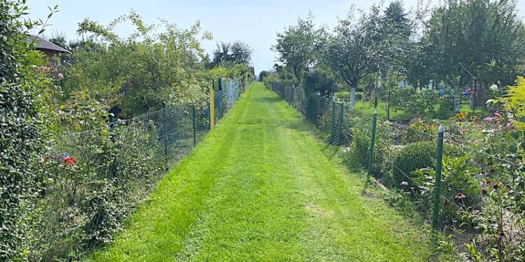 Czerwony dywan czy zielona ścieżka